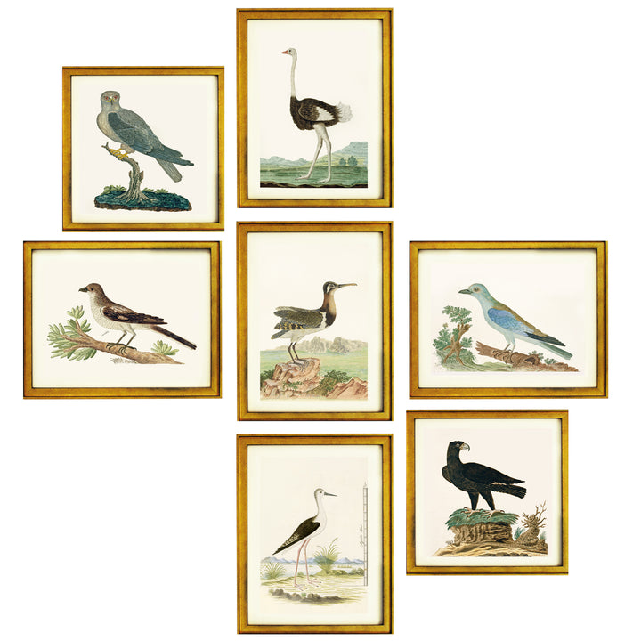 The Aviary Collection