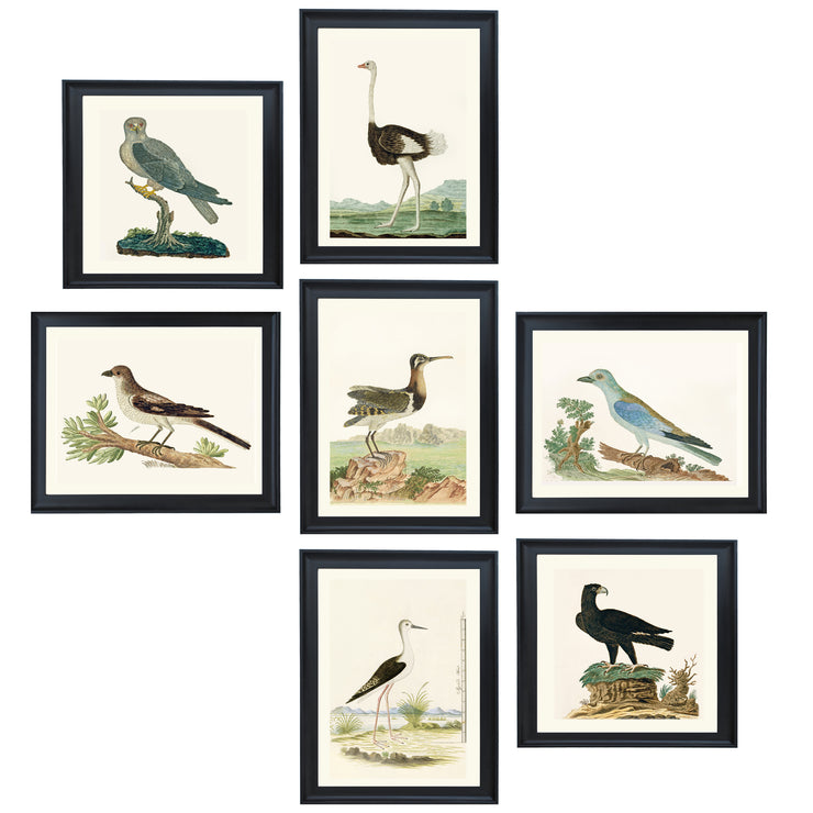 The Aviary Collection