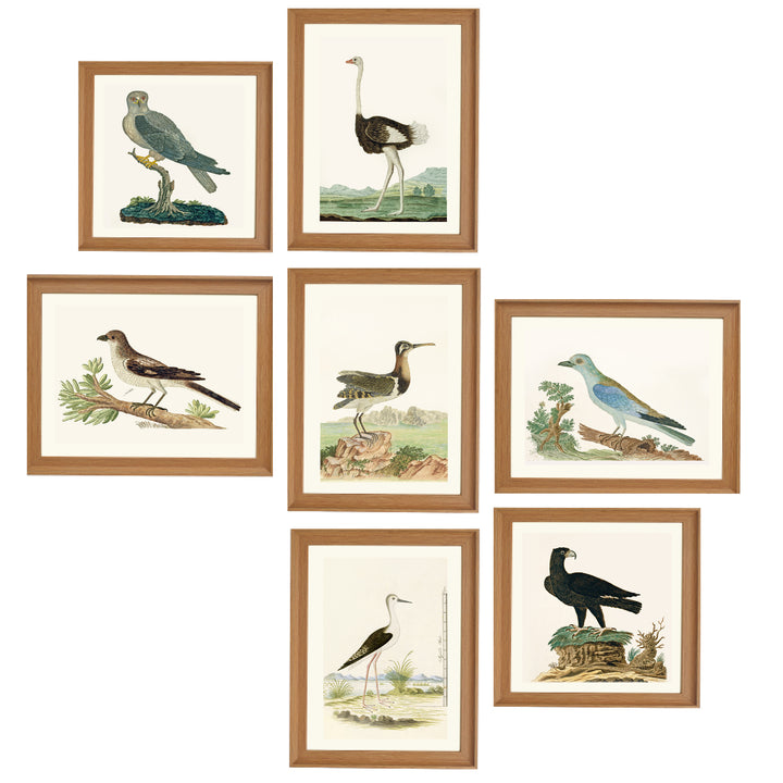 The Aviary Collection