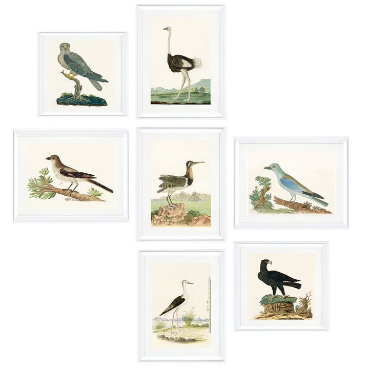 The Aviary Collection