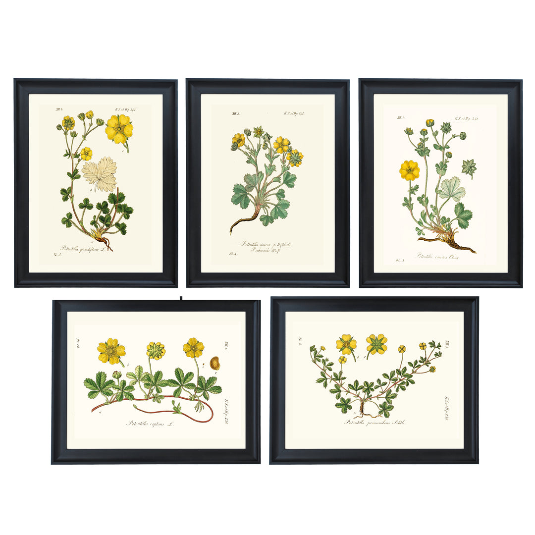 The Meadow Collection