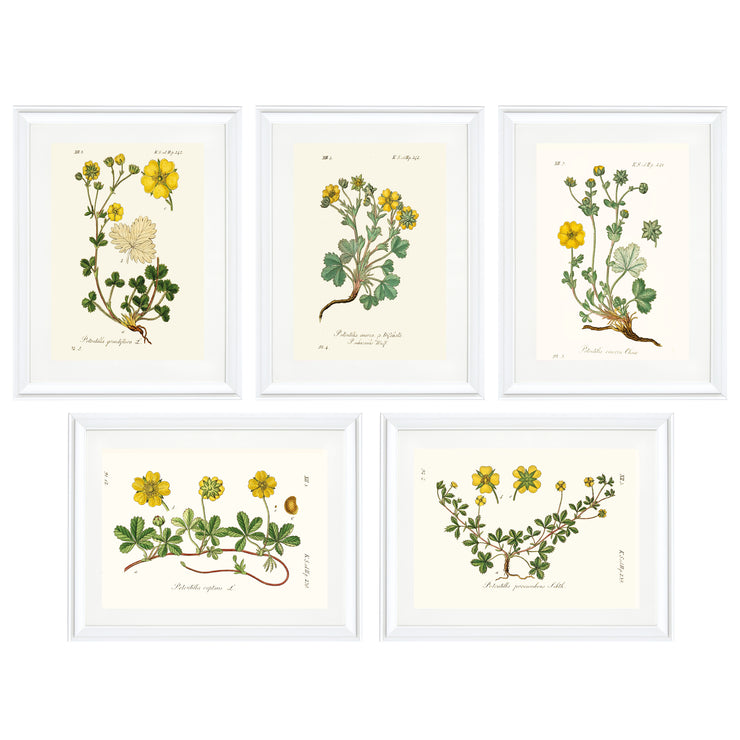 The Meadow Collection