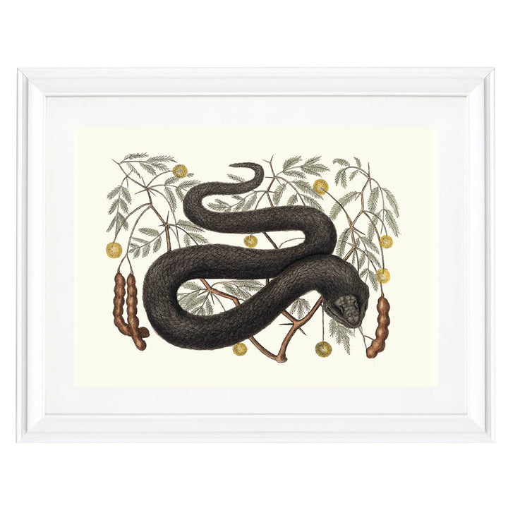 The Black Viper's Feast Art Print