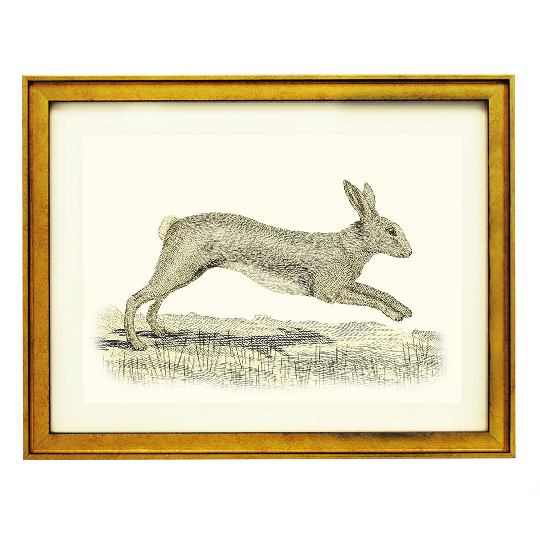 Lepus, Lievre ART PRINT