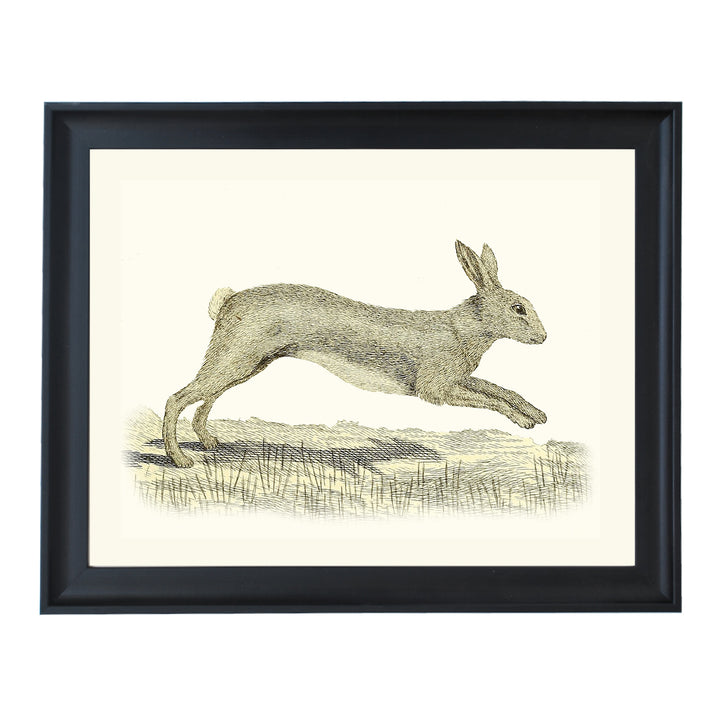 Lepus, Lievre ART PRINT