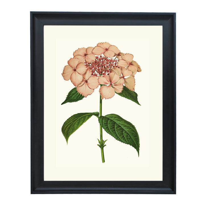 Hydrangea Acuminata ART PRINT