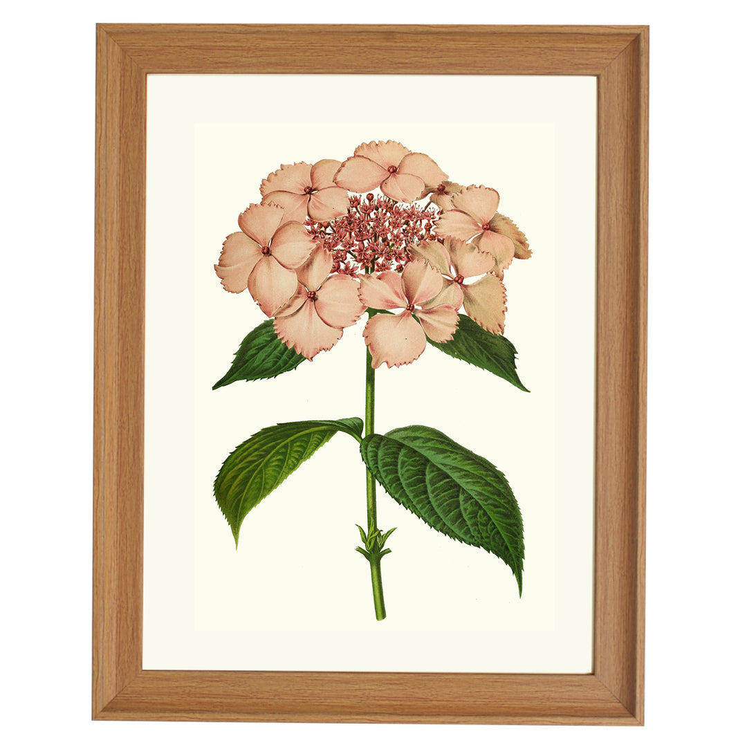 Hydrangea Acuminata ART PRINT