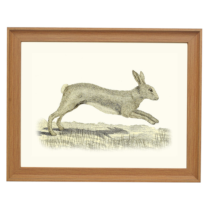 Lepus, Lievre ART PRINT