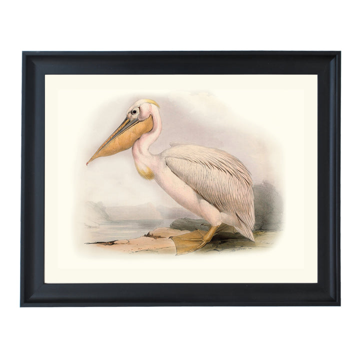 Pelican ART PRINT