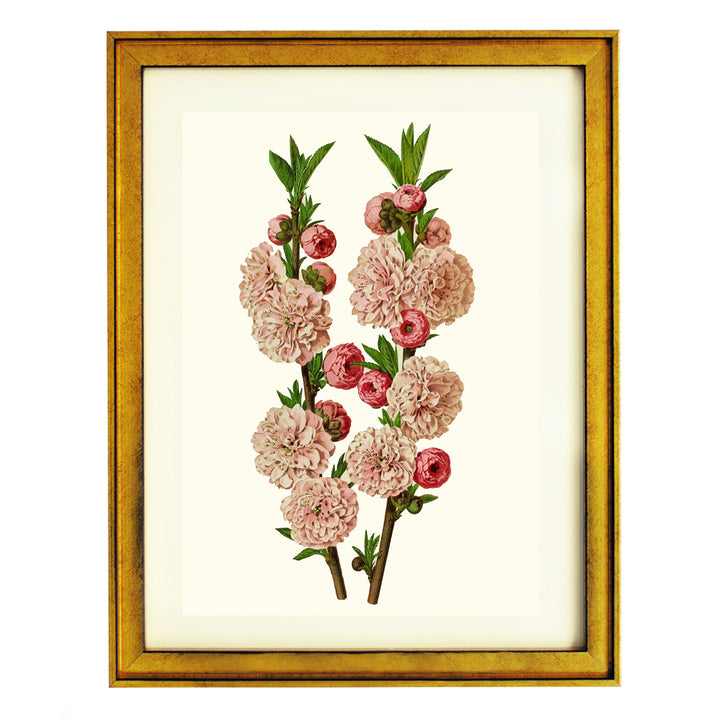 Amygdalus Communis Flore Pleno ART PRINT