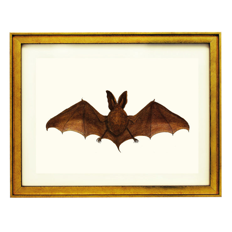 The Double Eared Bat ART PRINT
