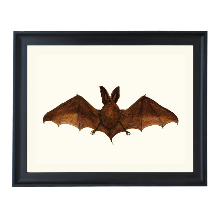 The Double Eared Bat ART PRINT