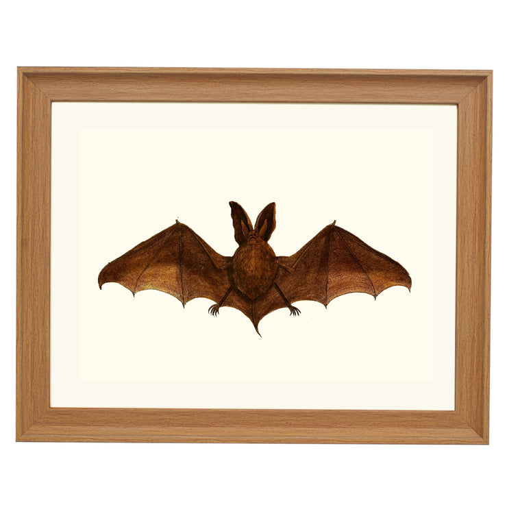 The Double Eared Bat ART PRINT