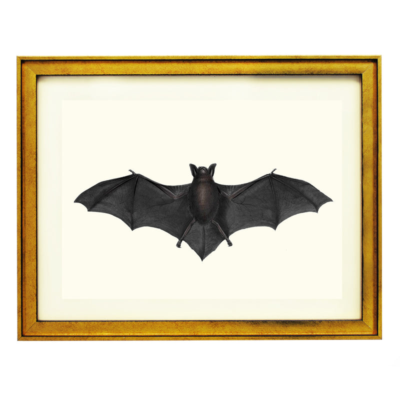 Vespertilio Chiloensis ART PRINT