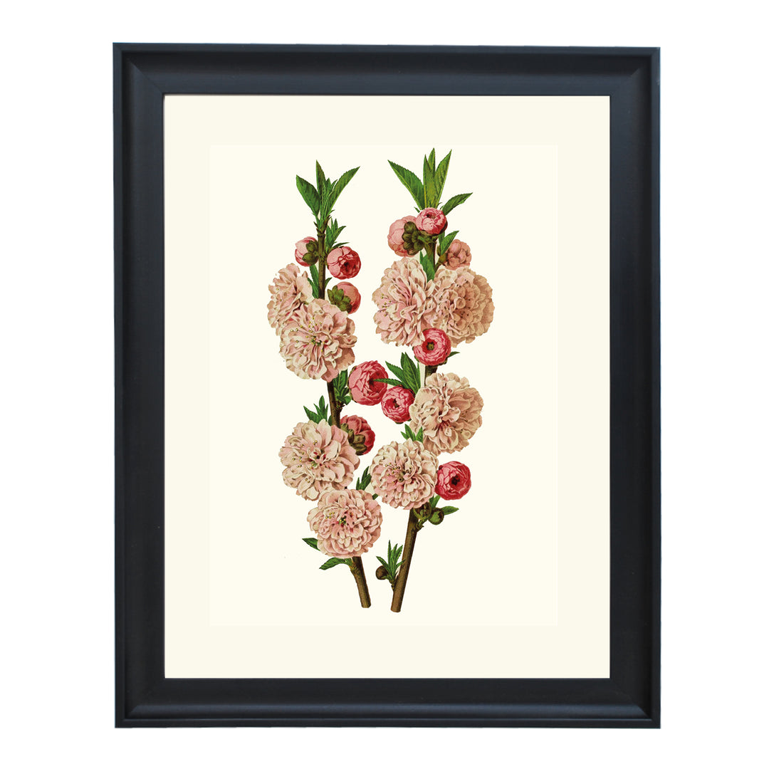 Amygdalus Communis Flore Pleno ART PRINT