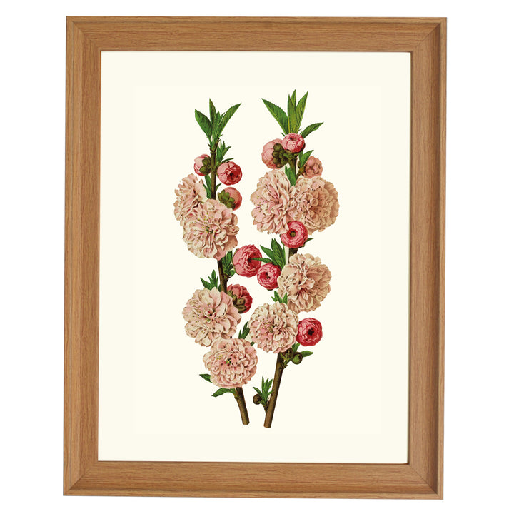 Amygdalus Communis Flore Pleno ART PRINT