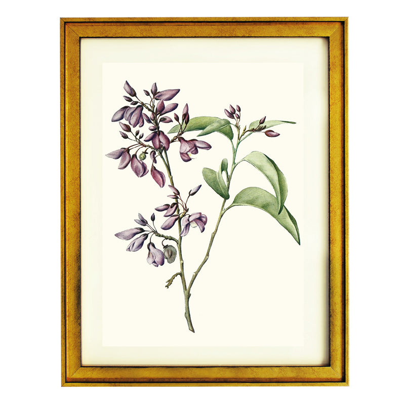 Phlebotaenia Cowellii ART PRINT