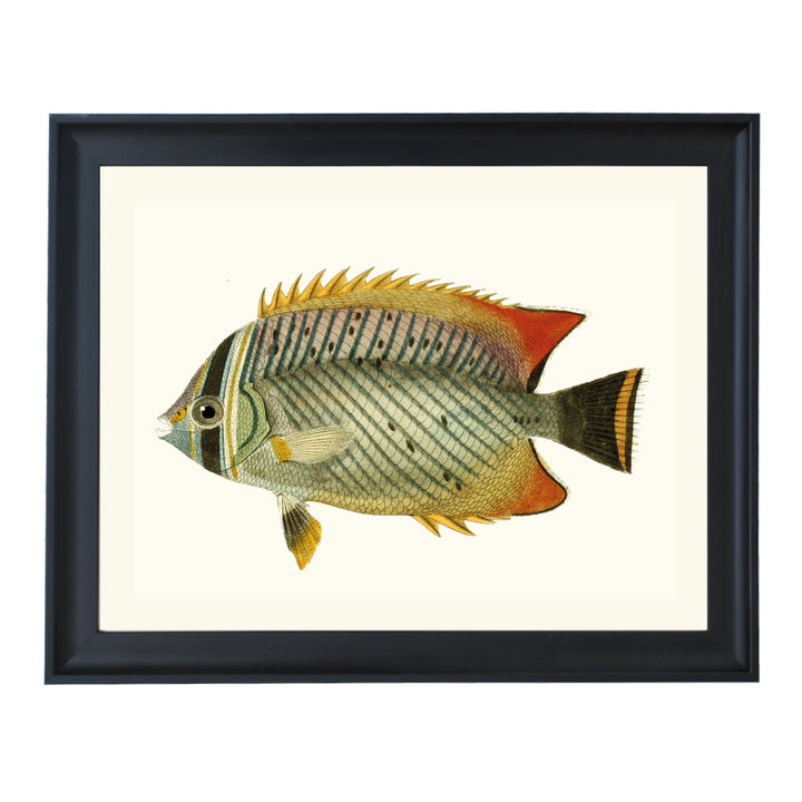 CHAETODON A Chevron Signs ART PRINT