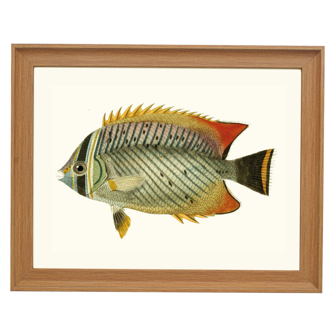 CHAETODON A Chevron Signs ART PRINT