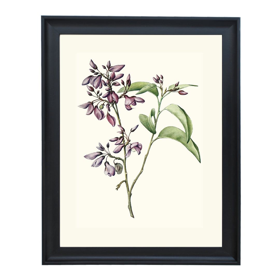 Phlebotaenia Cowellii ART PRINT