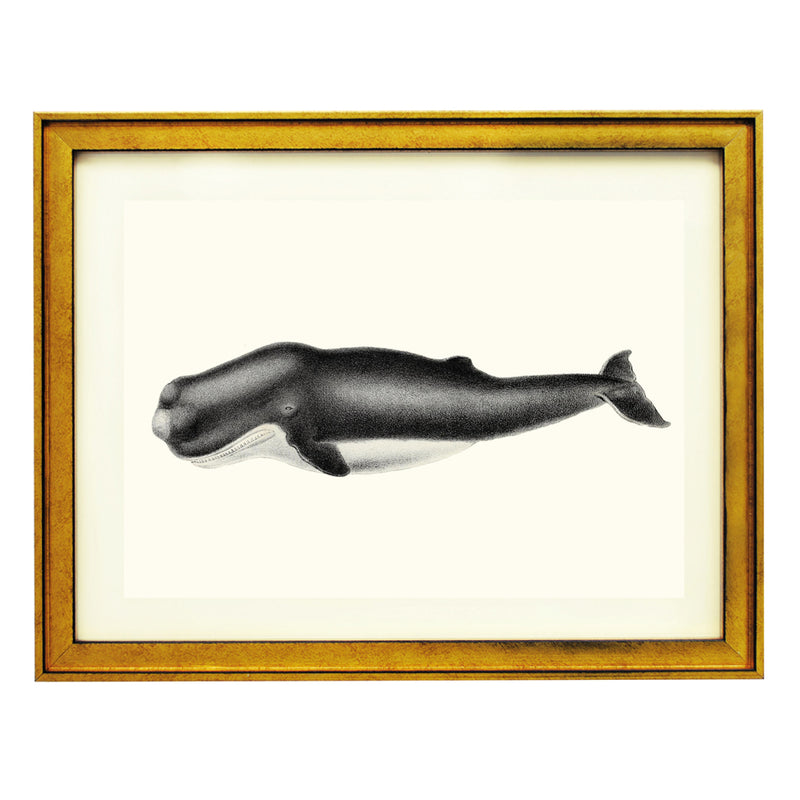De Cachelot Physeter ART PRINT