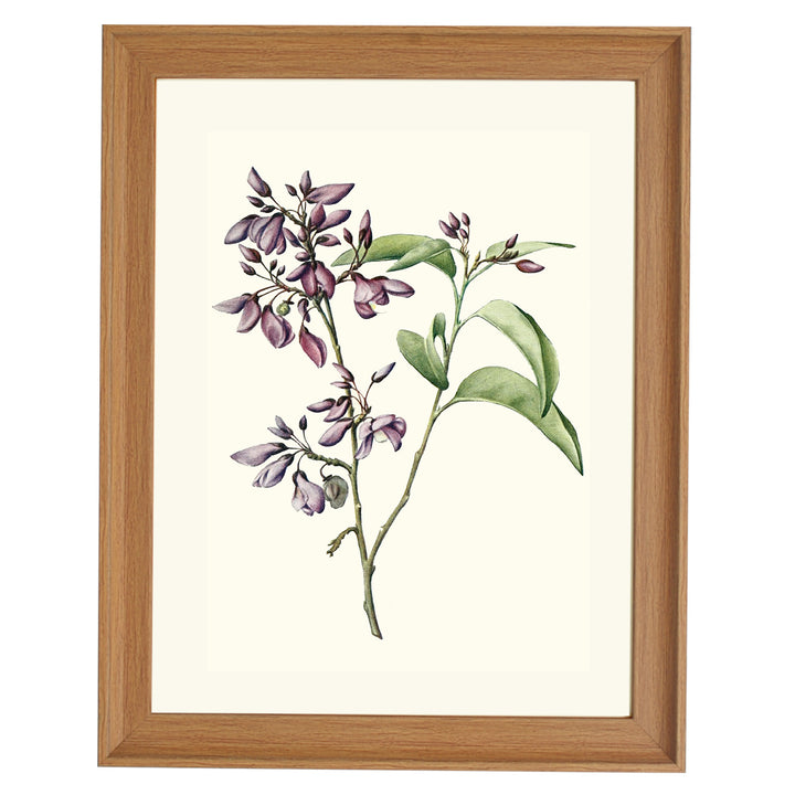 Phlebotaenia Cowellii ART PRINT