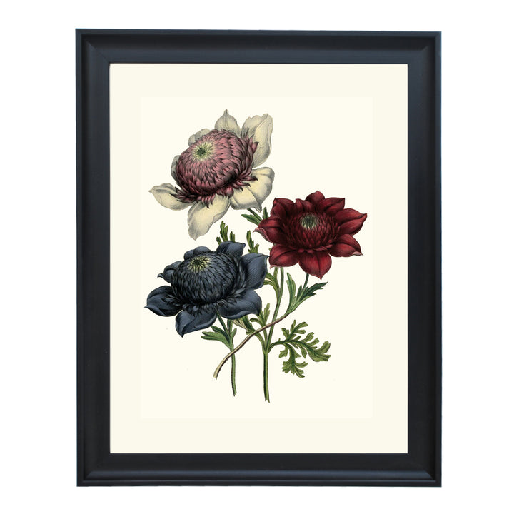 Anemone ART PRINT