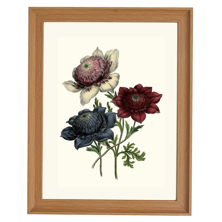 Anemone ART PRINT