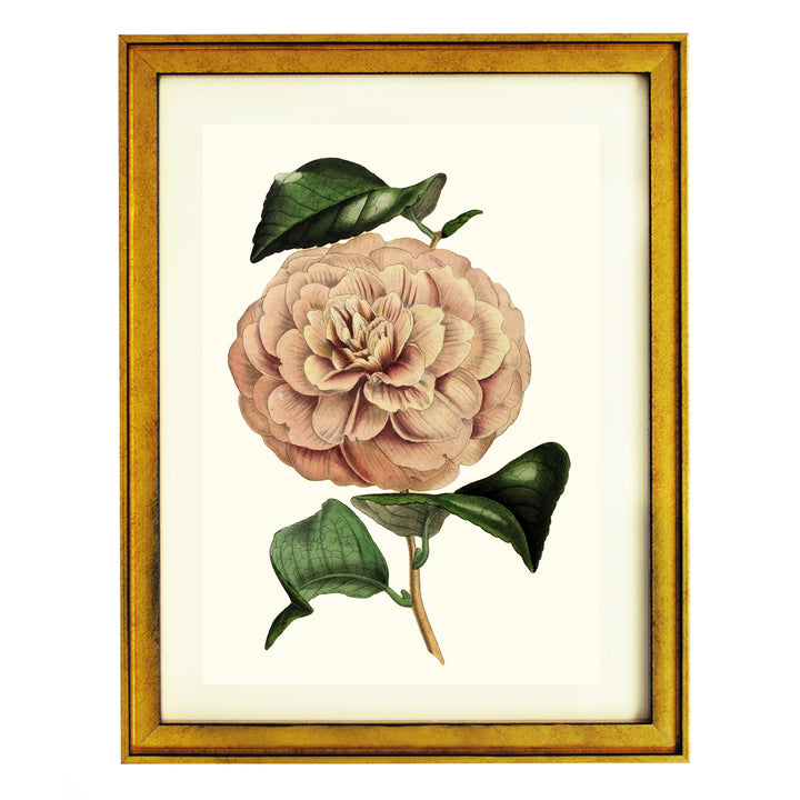 Camellia Vexillo De Flora ART PRINT