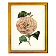 Camellia Vexillo De Flora ART PRINT