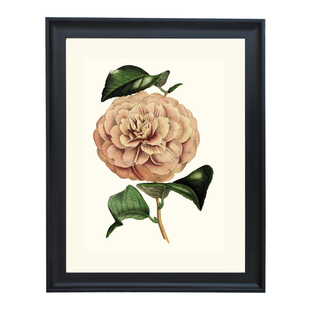 Camellia Vexillo De Flora ART PRINT