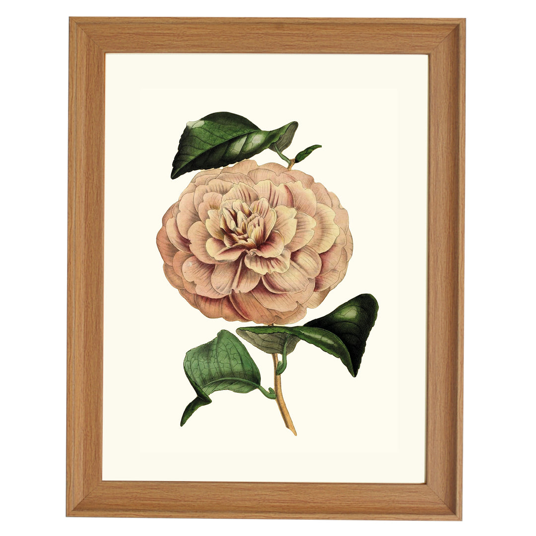 Camellia Vexillo De Flora ART PRINT