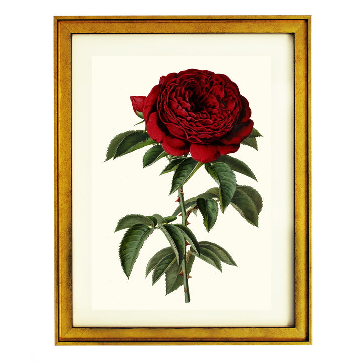 Rose Abel Carriere ART PRINT