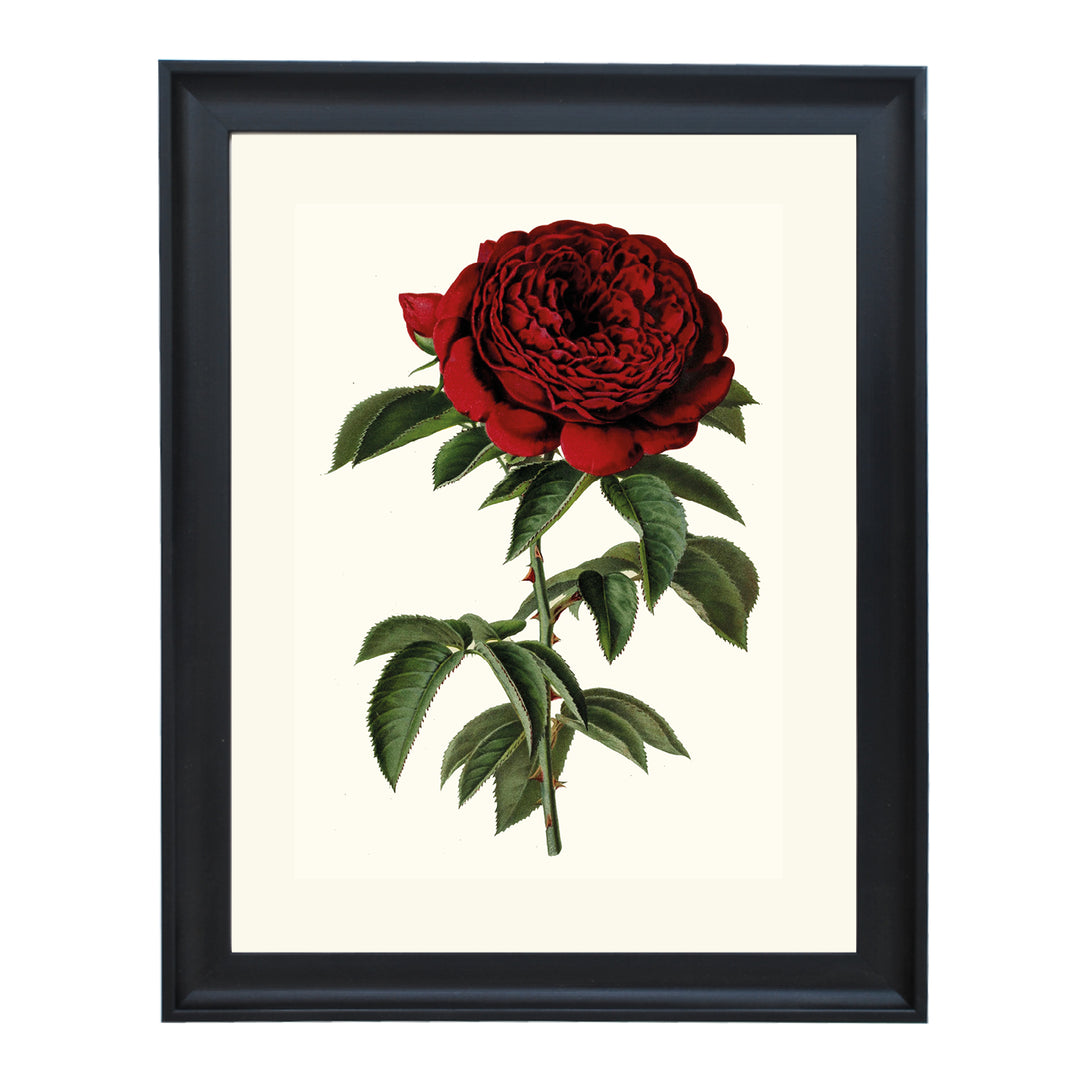 Rose Abel Carriere ART PRINT