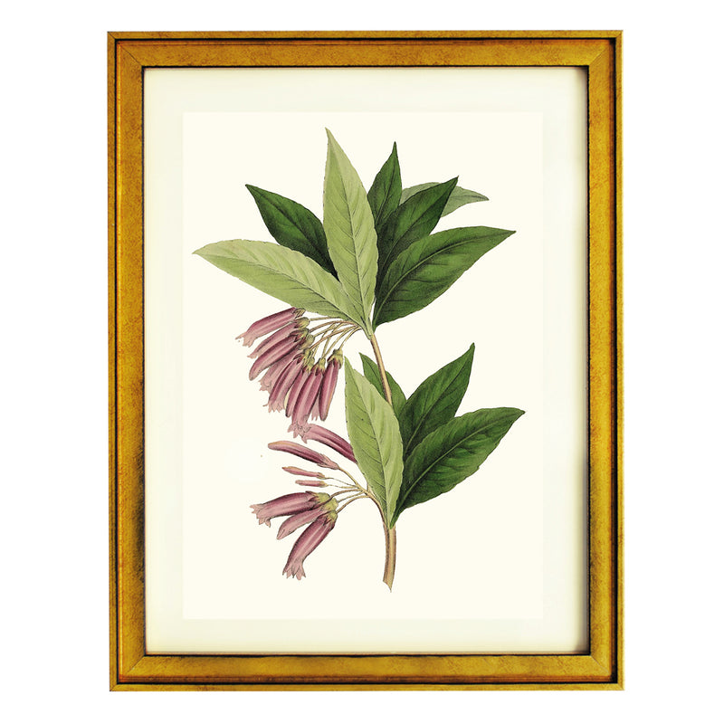 Agapetes Setigera ART PRINT