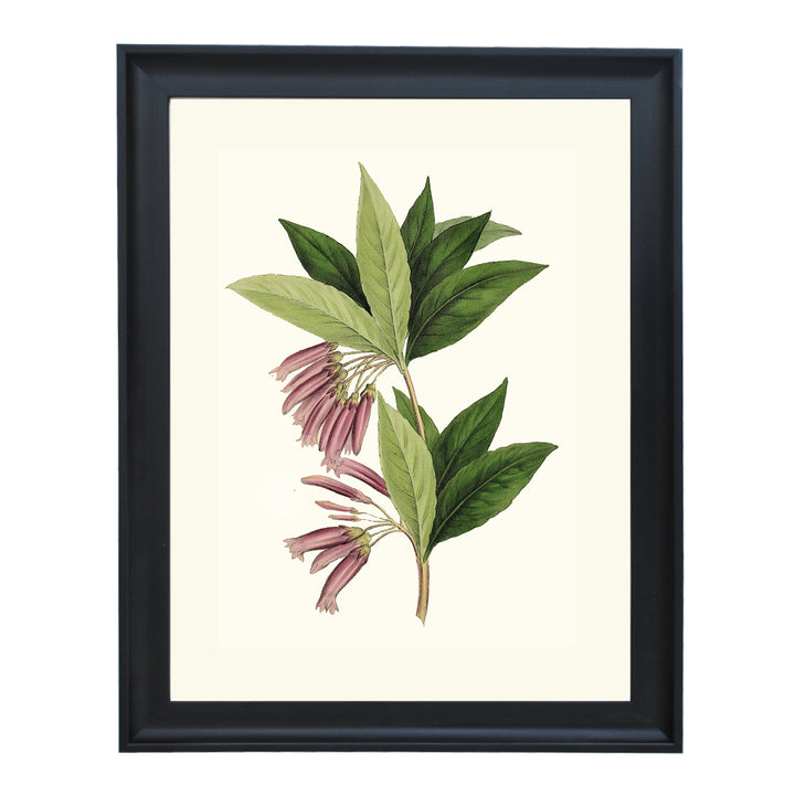 Agapetes Setigera ART PRINT