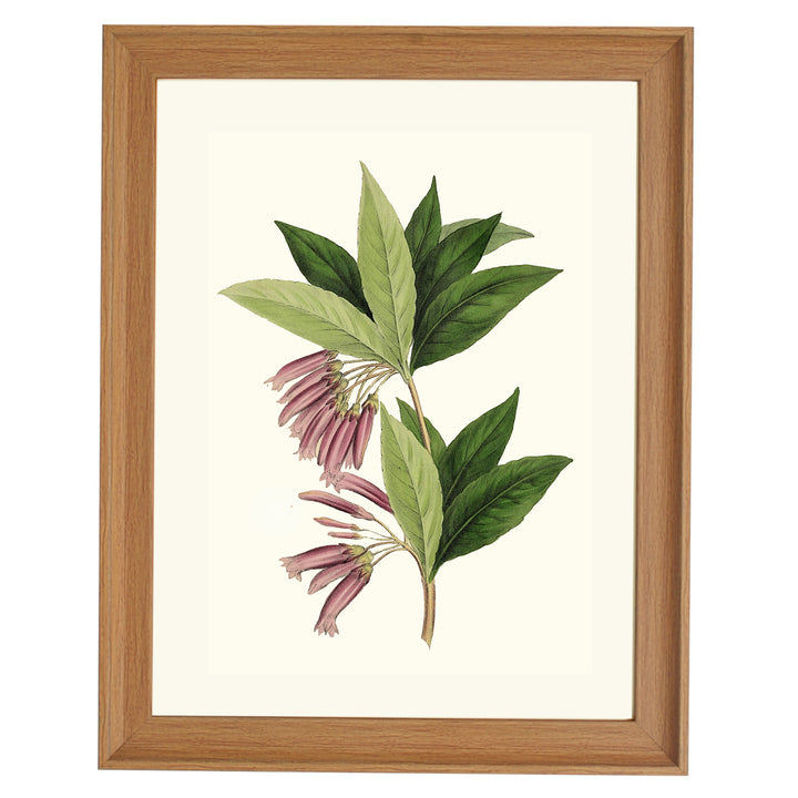 Agapetes Setigera ART PRINT