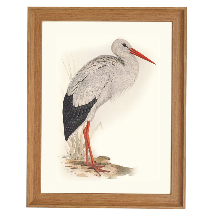 WHITE STORK ART PRINT