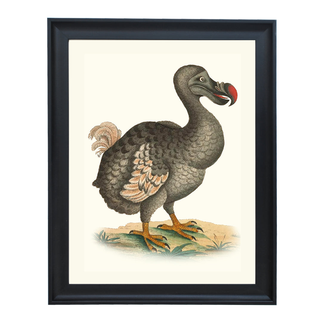 Raphus Cucullatus ART PRINT