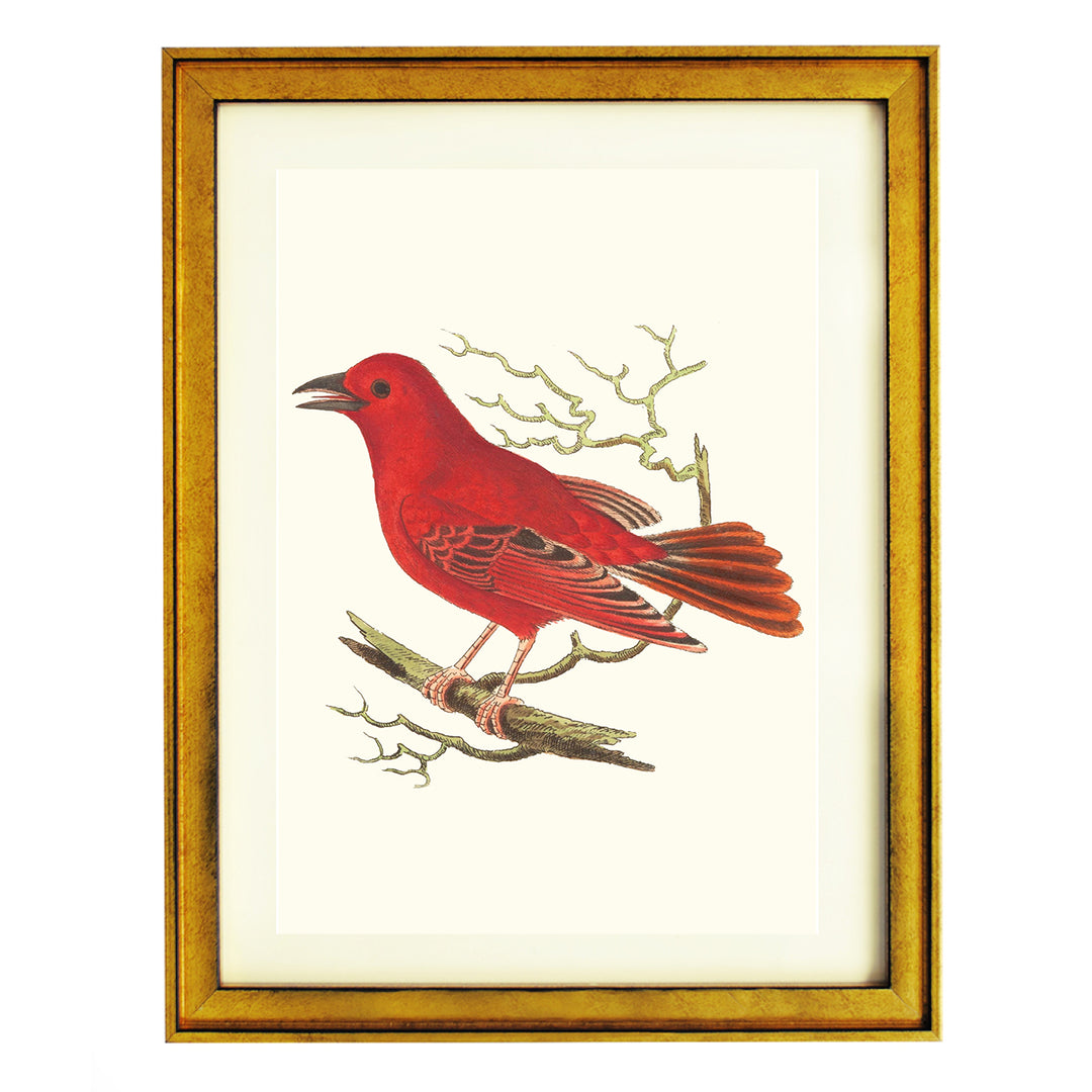 Piranga Rubra ART PRINT