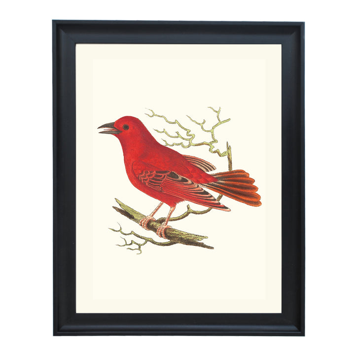 Piranga Rubra ART PRINT