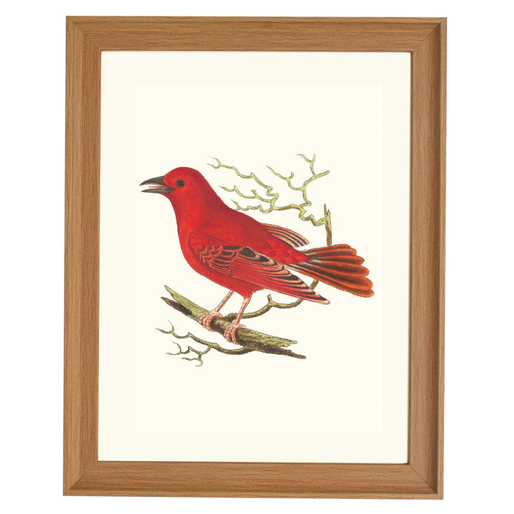 Piranga Rubra ART PRINT