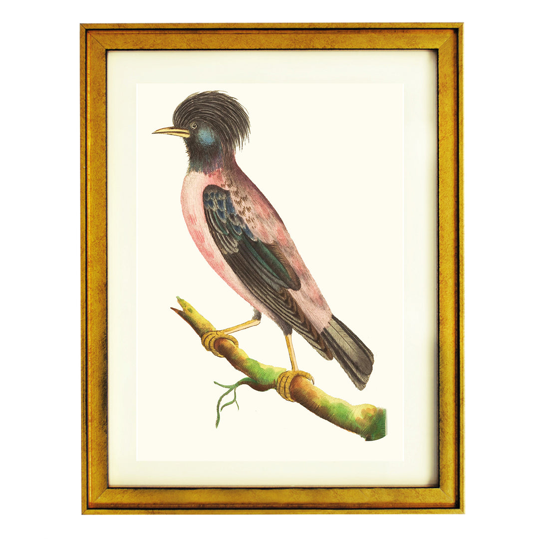 Rose-coloured Ouzel ART PRINT