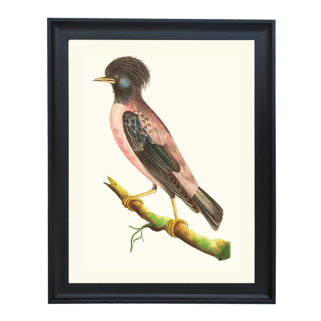 Rose-coloured Ouzel ART PRINT