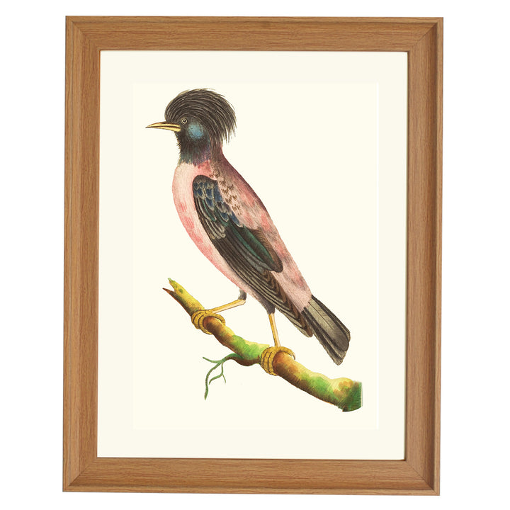 Rose-coloured Ouzel ART PRINT