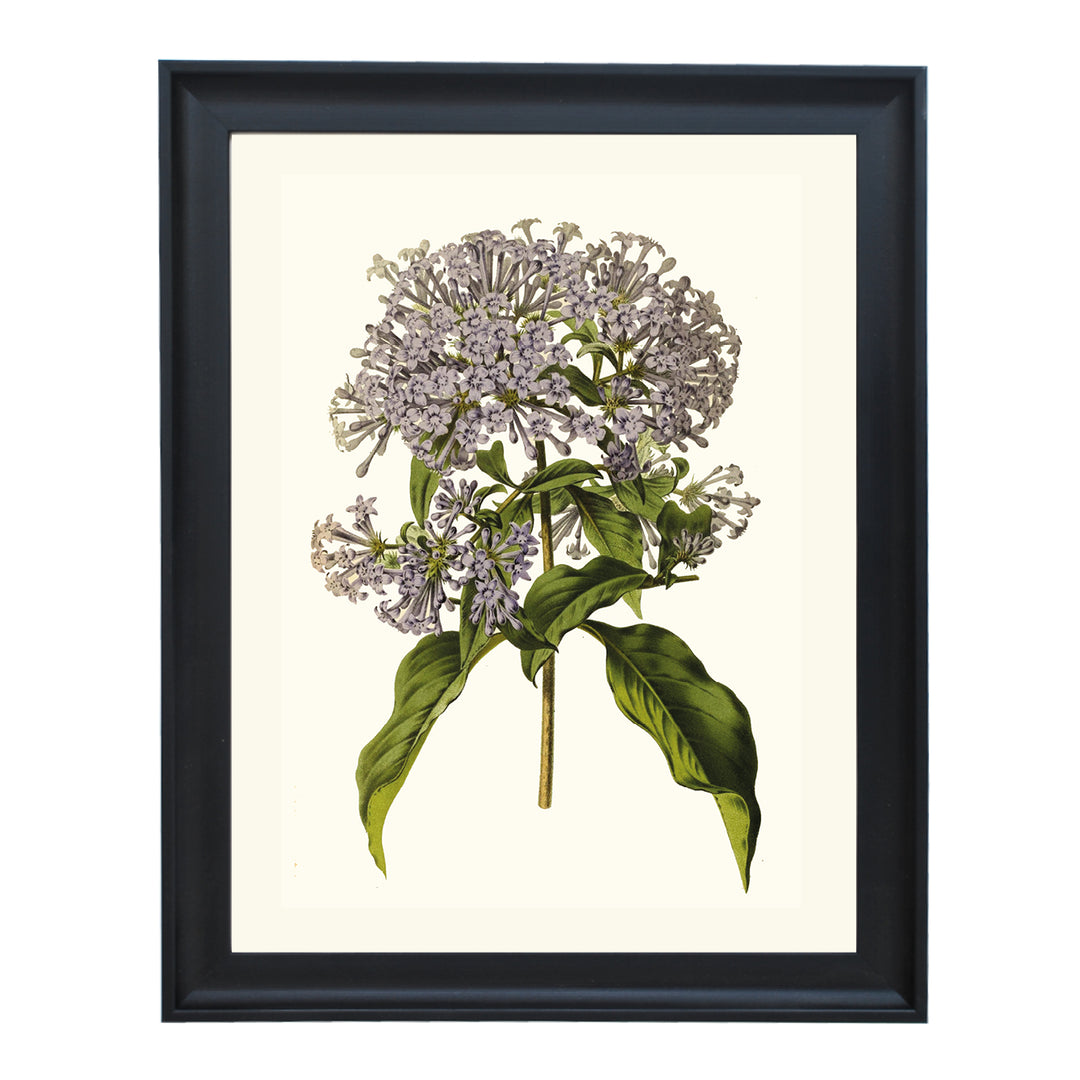 Hamiltonia Spectabitis ART PRINT