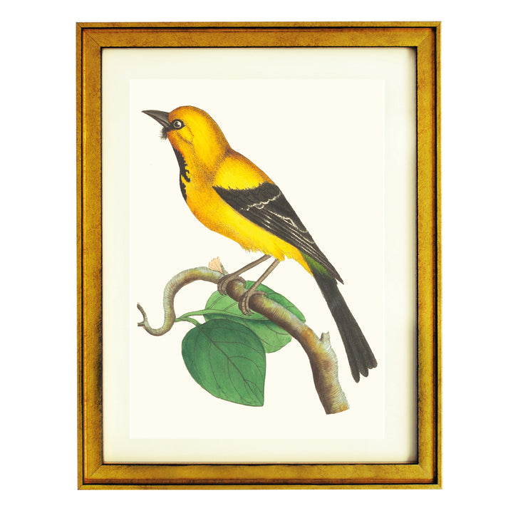 Golden Oriole ART PRINT