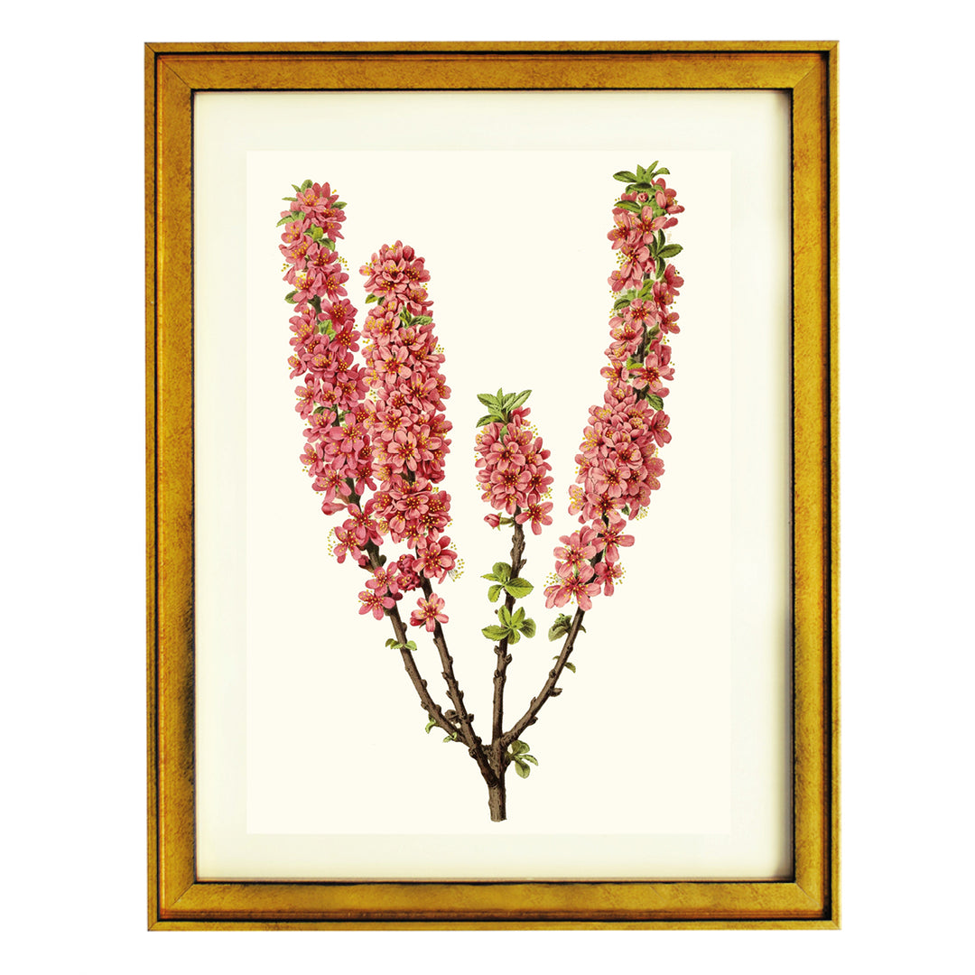 Prunus Prostrata ART PRINT