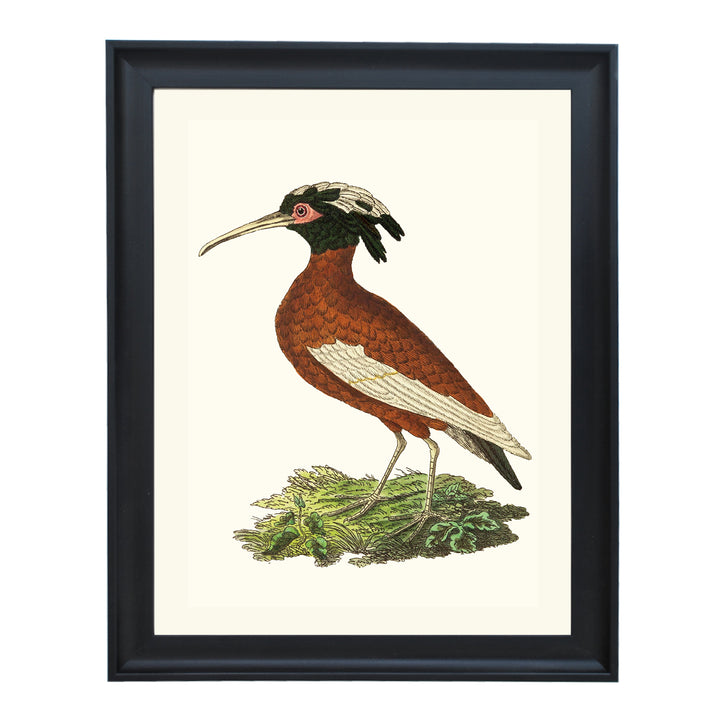 Lophotibis Cristata ART PRINT