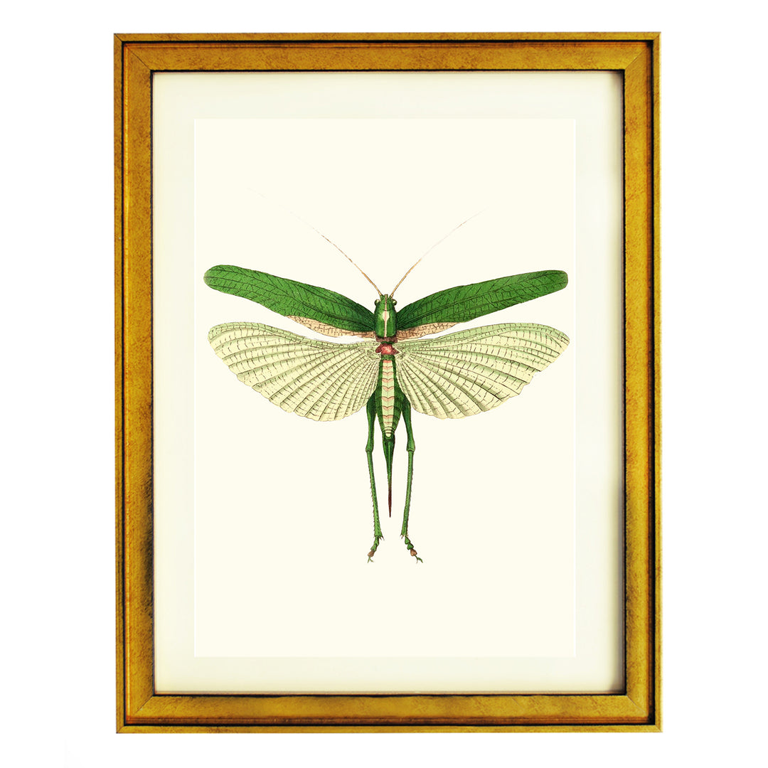 Praying Mantis ART PRINT